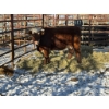 Image 2 : 98 Ranch - 1 Cow (Pen 117) 