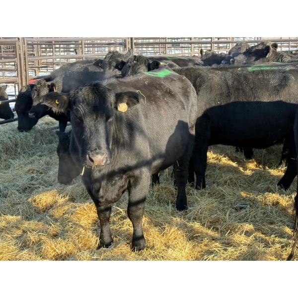 6S Family Farm - 9 Fourth & Fifth Calvers (Pen 429A)