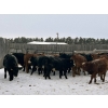 Image 5 : Star Over Bar Ranch Ltd. - 740# December Delivery Weaned Steers - 41 Head (Biggar, SK)