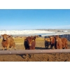 Image 7 : Forbes Bros. Ranching - 870# March Delivery Steers - 340 Head (Senlac, SK)