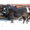 Image 11 : Bezan Cattle Corporation - 725# April/May Delivery Steers - 80 Head (Midale, SK)