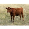 Image 5 : Colter Malloy - 550# November Delivery Steer Calves - 100 Head (Pollockville, AB)