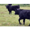 Image 14 : Brady Ranches - 740# October Delivery Steer Calves - 15 Head (Heffley Creek, BC)