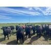 Image 6 : Jay Be Acres Ltd. - 950# July Delivery Grass Heifers - 62 Head (Deloraine, MB)