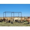 Image 2 : Spring Creek Colony - 1140# September Delivery Grass Heifers - 56 Head (Central Butte, SK)