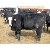 Image 12 : A&A Farms - 32 Black Blaze/Brockle Replacement Heifers (Coaldale, AB)