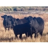 Image 3 : Valley View Ranch - 950# October Delivery Grass Heifers - 150 Head (Strathmore, AB)