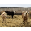 Image 5 : Lazy B Farm & Ranch - 975# August Delivery Heifers - 170 Head (Linden, AB)