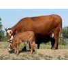 Image 13 : Lee Johnston - 35 Red/Red X Cow/Calf Pairs (Welwyn, SK)