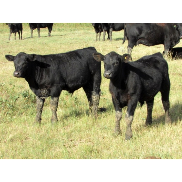 R&W Cattle Co. (Regan & Whitney Curry) - 490# Steer Calves - 120 Head (Sunnynook, AB) VBP+