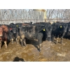 Image 3 : Wade Fewings - 880# March/April Delivery Steers - 68 Head (Pierson, MB) VBP+