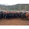 Image 4 : Frolek Cattle Co. - 730# March/April Delivery Heifers - 85 Head (Knutsford, BC)