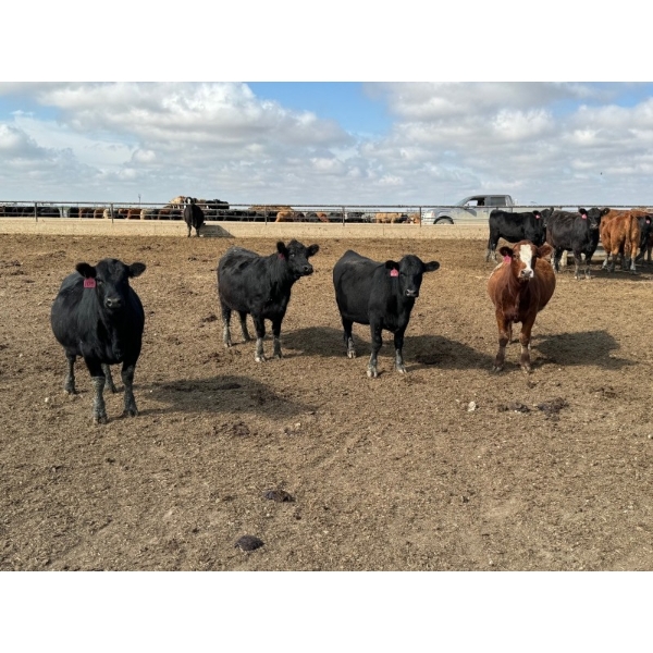 Lakeview Cattle Co.  - 825# Sept/Oct Delivery Heifers - 144 Head (Rhein, SK)