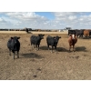 Image 1 : Lakeview Cattle Co.  - 825# Sept/Oct Delivery Heifers - 144 Head (Rhein, SK)