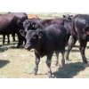 Image 9 : Colven Cattle Co. - 675# Sept/Oct Delivery Steer Calves - 65 Head (Bethune, SK)