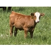 Image 4 : Clarence Koots - 475# November Delivery Heifer Calves - 100 Head (Eckville, AB)