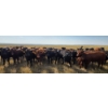 Image 6 : Twin Bridges Ranch - 865# September Delivery Grass Heifers - 153 Head (Maple Creek, SK)