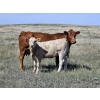 Image 7 : Logan Ranching - 630# November Delivery Heifer Calves - 85 Head (Oyen, AB)