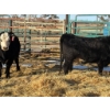 Image 2 : A & J Farming - 2 Bred Heifers (Pen 140)