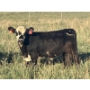 Image 2 : Jarokosky Farms - 830# September Delivery Grass Steers - 75 Head (Cayley, AB)