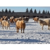 Image 3 : Box Anchor Farms - 930# March Delivery Weaned Heifers - 190 Head (Dewberry, AB)
