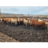 Image 3 : Cattlewood Farms Ltd. - 785# June Delivery Steers - 28 Head (Fincastle, AB)