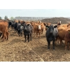 Image 3 : Roseburn Ranches - 980# October Delivery Heifers - 175 Head (High River, AB)