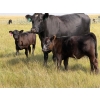 Image 4 : Vredegoor Ranch - 440# October Delivery Heifer Calves - 80 Head (Handhills, AB)