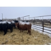 Image 6 : Jake Giesbrecht - 10 Black Cows (Pen 432 - 434)