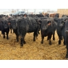 Image 2 : Belle Creek Stock Farms - 765# March Delivery Heifers - 160 Head (Belleview, MB)