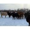 Image 2 : Steven Bartel - 975# July Delivery Heifers - 63 Head (Carroll, MB)