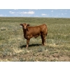 Image 12 : Mashon Ranches - 675# October Delivery Steer Calves - 90 Head (Homestead Coulee, AB)