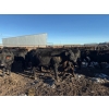 Image 15 : Poplarview Stock Farm - 1050# November Delivery Grass Steers - 116 Head (Pipestone, MB)