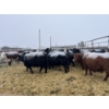 Image 4 : Jake Giesbrecht - 10 Black Cows (Pen 432 - 434)