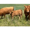 Image 6 : Cutting Edge Cattle/Holtry Creek Ranch - 560# November Heifer Calves - 105 Head (100 Mile House, BC)