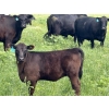 Image 2 : 9X Enterprises - 530# October Delivery Heifer Calves - 65 Head (Patricia, AB)