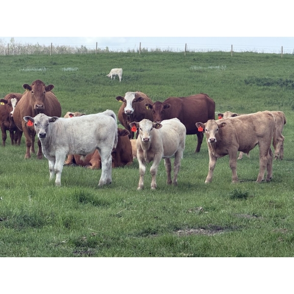 Dick Lawrence  - 680# October Delivery Steer Calves - 90 Head (Pine Lake, AB)