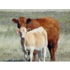 Image 7 : Jean Lamson - 580# October Heifer Calves - 75 Head (Hanna, AB)