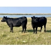 Image 4 : Kings Corner Farms - 40 Open Angus X Cows (Corning, SK)