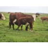 Image 4 : Bruce, Julie & Kyle Musgrove - 560# November Delivery Steer Calves - 90 Head (Patricia, AB)