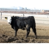 Image 10 : A&A Farms - 25 BWF/BBF Replacement Heifers (Coaldale, AB)