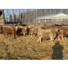 Image 4 : VJS Ag Corp. - 700# February Delivery Heifers - 80 Head (Vanscoy, SK) VBP+