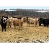 Image 3 : Reilly Lake Ranching - 900# May Delivery Steers - 100 Head (Lloydminster, AB)