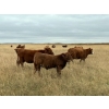 Image 5 : Langer Land & Cattle Inc. - 650# November Steer Calves - 240 Head (Riverhurst, SK) VBP+