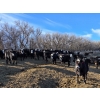 Image 2 : Bircham Ranch - 920# March Delivery Steers - 200 Head (Piapot, SK)