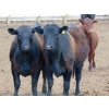 Image 3 : Habraken Farms Ltd. - 1000# May Delivery Heifers - 30 Head (Scandia, AB)