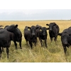 Image 4 : RJ Bart Stock Corp. - 900# August Delivery Grass Heifers - 120 Head (High River, AB)
