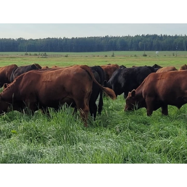 Pembina Ranching - 1050# September Delivery Grass Steers - 118 Head (Drayton Valley, AB)