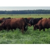 Image 1 : Pembina Ranching - 1050# September Delivery Grass Steers - 118 Head (Drayton Valley, AB)