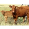Image 6 : Justin & Theresa Berry - 515# Steer Calves - 80 Head (Hanna, AB)